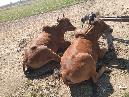 ત્રીજી વાવણી વાવસે ખાતરી બંધ