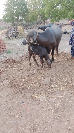 besh vechvani che
