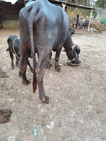 ખડેલી વેચવાનીછે