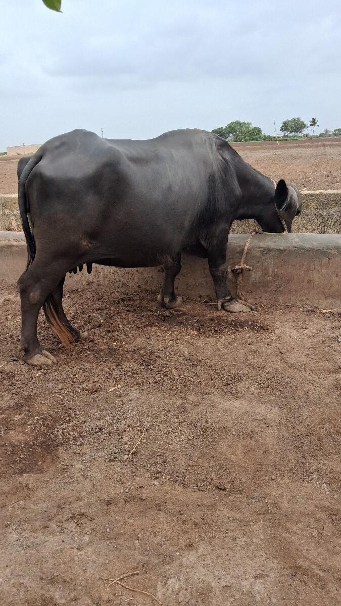 2જાવેતરની