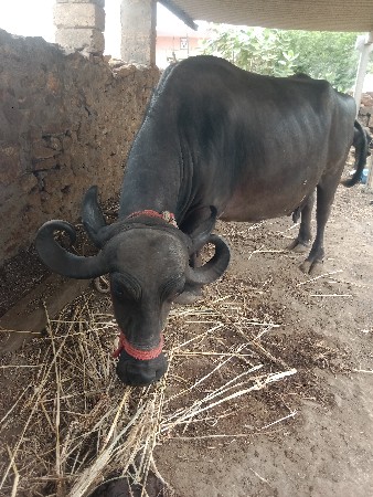 વેચવાની છે