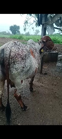ગાય વેચવાની છે