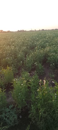 વટાણા ની ભુકી વેસવાની વેસવાની છે