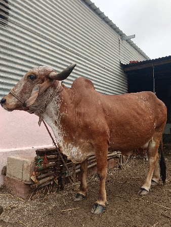 વૉસવાનીછે