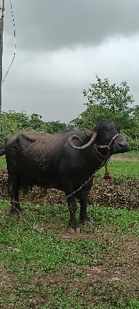 ભેંસ વેચવાની છે