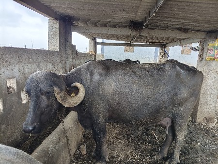 6  ભેશો વેચવાની છે.