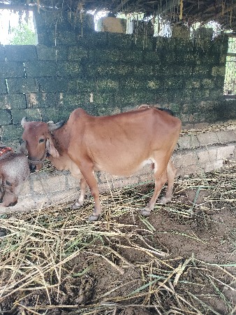 ગાય