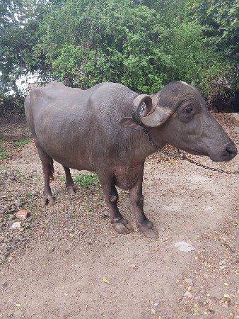 ભેંશ વેચવાની છે
