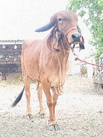ગીર હોડકી