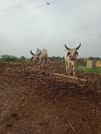 ગોધરા વેચવાના છે બધી જવાબદારી