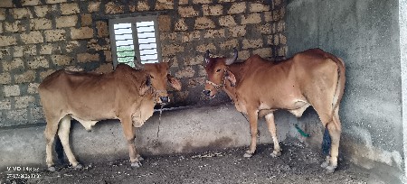 ગોઢલા બીજી ધર્મ છે