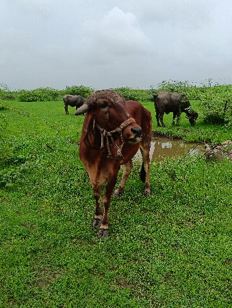 ગીર હોડકી વેચવાની છે