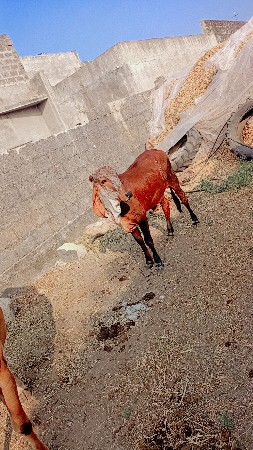 Aana sata ma dujni gay levani chhe