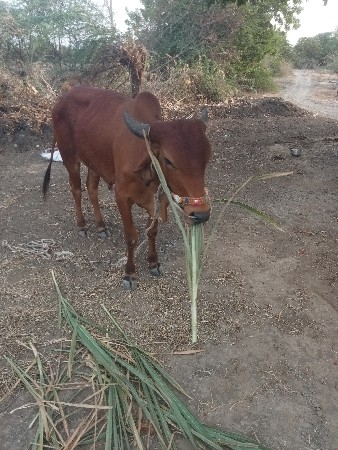 વાછડાની જોડ કરવાની છે