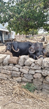ભૈસુ. વેચવાની.   છે