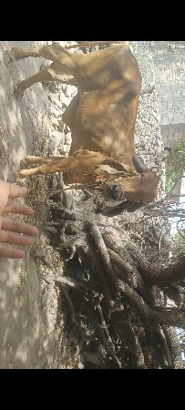 ઓરીજનલ ગીર હોડકી‌ વેસવાની છે