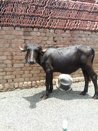 પાડી વેચવાની છે