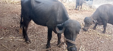 ખડેલી યુ વેચવાનીછે
