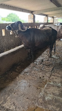ભીહ વેસવાની સે