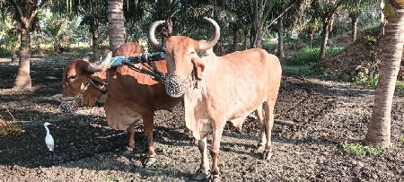 ડાબી બાજુ હાલે ગમે ત્યાં થાકી લેવા