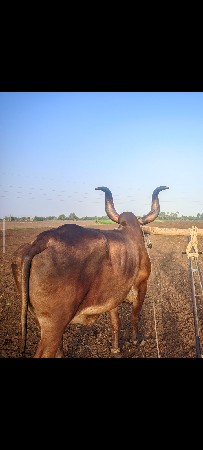 એક બળદ વેચવાનો છે
ડાબીયાર