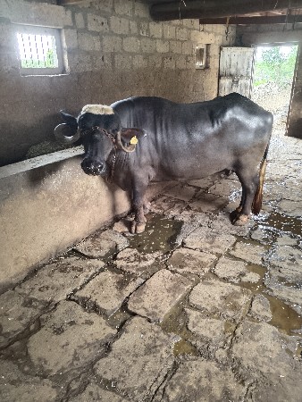 ભેંસ વેસવા ની સે