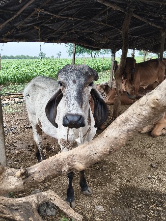 ગાય