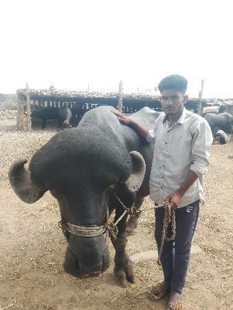 પાડો વેસવાનો છે