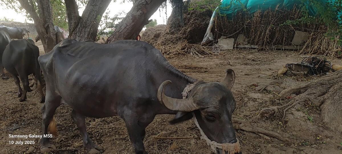 ખડેલી વેચવાની છે
