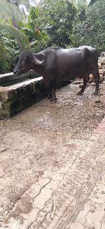પારેટી છે