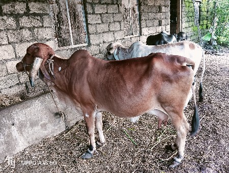 ગાય વેસવાની સે