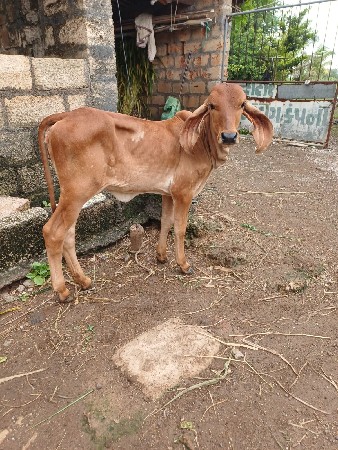 gay vechvani che