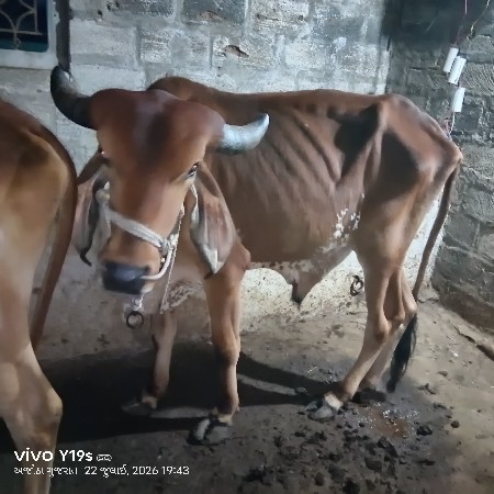 આ વાચળા વેચવા નાં છે