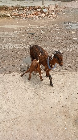 ,,,,,,,, હસનભાઈ