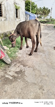પાડો