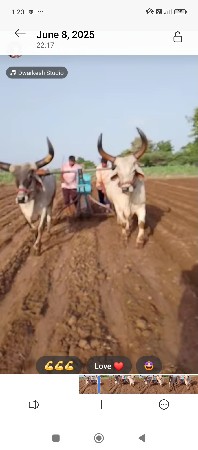 ત્રીજી ધરના બળદ વેચવાના છે