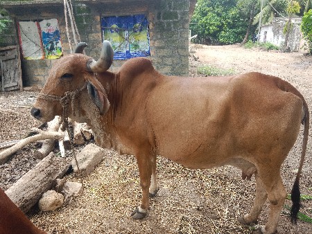 ગાય વેચવાની.છે