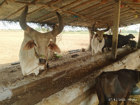 ગોઢલા વેચવાના છે