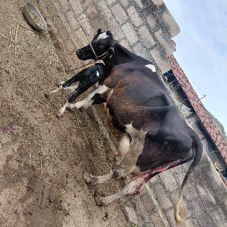 આ ગાય વેચવાની છે
