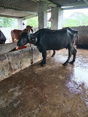 bhesh veshvani se