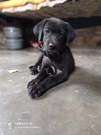 લેબ્રા Dog 🐕 છે કિંમત 4000