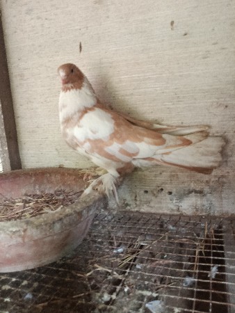 કબૂતર નર વેચવાનું