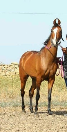 for sell ghodi