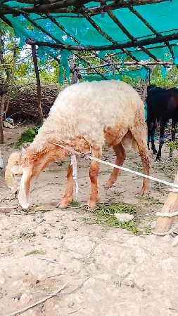 સંજયભાઈવાડાસળા
