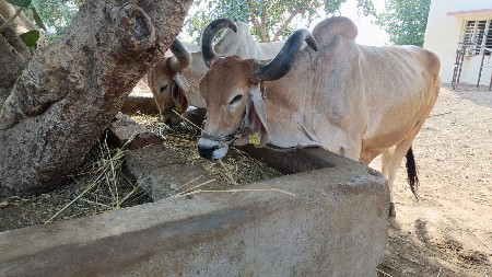 બળદ વેચવાના છે