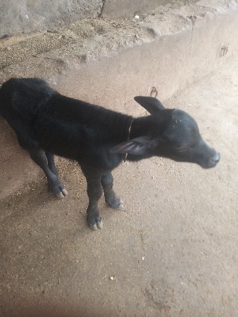 ભેસ વેસવાનીછે