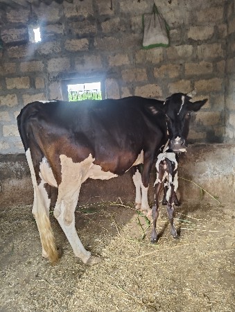 ગાય વેચવાની છે
