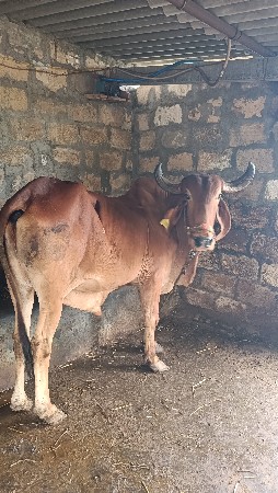 બળદ વેચવાનો છે