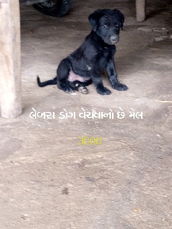 બે મેલ વેચવાના છે