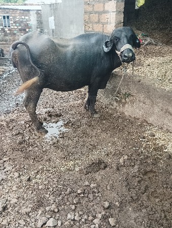 , ભેંસ વેચવાની છે